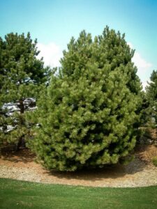 Сосна Чёрная (Pinus Nigra) купить по цене от 270.00р. в интернет-магазине «Посадика» с доставкой почтой в в Славске и по всей России – [изображение №1].