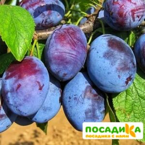 Слива Чачакская ранняя купить по цене от 229.00р. в интернет-магазине «Посадика» с доставкой почтой в в Славске и по всей России – [изображение №1].