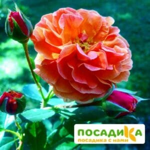 Роза Арабия купить по цене от 350.00р. в интернет-магазине «Посадика» с доставкой почтой в в Славске и по всей России – [изображение №1].