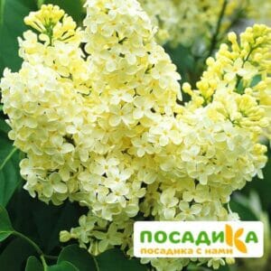 Сирень Примроуз (Primrose) купить по цене от 529.00р. в интернет-магазине «Посадика» с доставкой почтой в в Славске и по всей России – [изображение №1].