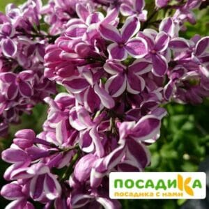 Сирень Сенсация купить по цене от 529.00р. в интернет-магазине «Посадика» с доставкой почтой в в Славске и по всей России – [изображение №1].