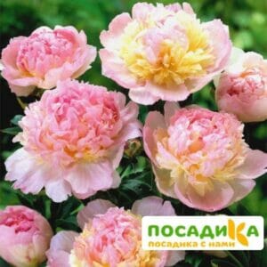 Пион Распберри Сандей (Paeonia Raspberry Sundae) купить по цене от 959р. в интернет-магазине «Посадика» с доставкой почтой в в Славске и по всей России – [изображение №1].