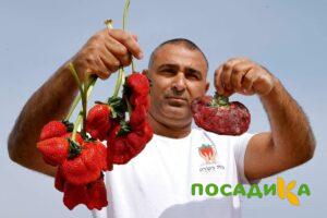 Клубника Гигант Джорнея купить по цене от 266р. в интернет-магазине «Посадика» с доставкой почтой в в Славске и по всей России – [изображение №1].