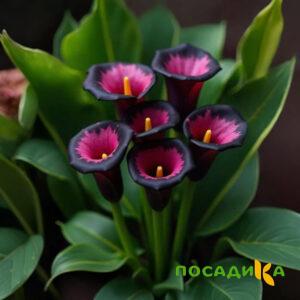 Калла Аура Лейс купить по цене от 400р. в интернет-магазине «Посадика» с доставкой почтой в в Славске и по всей России – [изображение №1].
