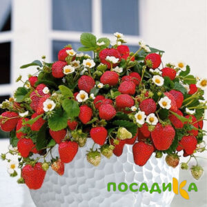 Клубника Рубиновый Шепот (горшечная) купить по цене от 240р. в интернет-магазине «Посадика» с доставкой почтой в в Славске и по всей России – [изображение №1].