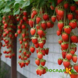 Клубника вьющаяся Комплимент купить по цене от 470р. в интернет-магазине «Посадика» с доставкой почтой в в Славске и по всей России – [изображение №1].