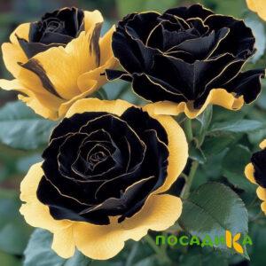 Роза Ханни Сикл купить по цене от 700р. в интернет-магазине «Посадика» с доставкой почтой в в Славске и по всей России – [изображение №1].