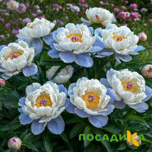 Пион акварельный Этюд купить по цене от 806р. в интернет-магазине «Посадика» с доставкой почтой в в Славске и по всей России – [изображение №1].