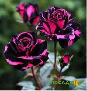 Роза Багровый Шепот купить по цене от 366р. в интернет-магазине «Посадика» с доставкой почтой в в Славске и по всей России – [изображение №1].