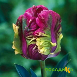 Тюльпан Экзотик Хэвен купить по цене от 186р. в интернет-магазине «Посадика» с доставкой почтой в в Славске и по всей России – [изображение №1].