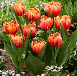 Тюльпан Гудошник Дабл купить по цене от 185р. в интернет-магазине «Посадика» с доставкой почтой в в Славске и по всей России – [изображение №1].