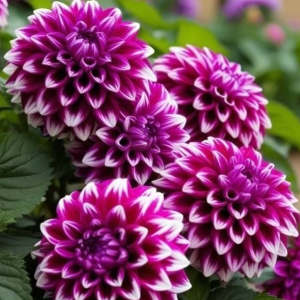 Георгин Кристал Корт купить по цене от 602р. в интернет-магазине «Посадика» с доставкой почтой в в Славске и по всей России – [изображение №1].