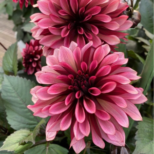 Георгин Перли Сансет купить по цене от 309р. в интернет-магазине «Посадика» с доставкой почтой в в Славске и по всей России – [изображение №1].