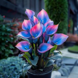 Калла Импрессия купить по цене от 590р. в интернет-магазине «Посадика» с доставкой почтой в в Славске и по всей России – [изображение №1].