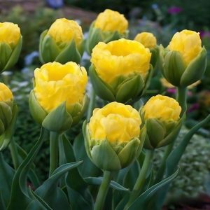 Тюльпан махровый Ванила Коп купить по цене от 159р. в интернет-магазине «Посадика» с доставкой почтой в в Славске и по всей России – [изображение №1].