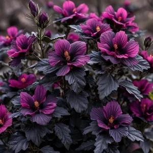 Гибискус Корал Чарм купить по цене от 271р. в интернет-магазине «Посадика» с доставкой почтой в в Славске и по всей России – [изображение №1].