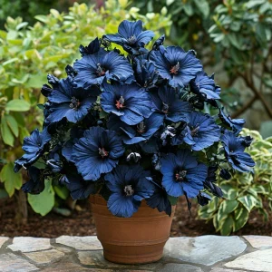 Гибискус Селестиал Флейм купить по цене от 326р. в интернет-магазине «Посадика» с доставкой почтой в в Славске и по всей России – [изображение №1].