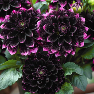 Георгин Лаванда Лейс купить по цене от 679р. в интернет-магазине «Посадика» с доставкой почтой в в Славске и по всей России – [изображение №1].