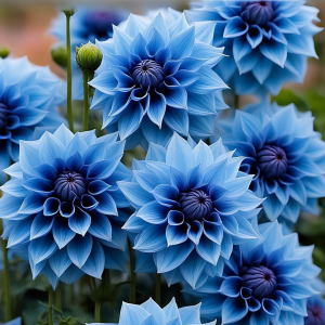 Георгин Вижапе купить по цене от 699р. в интернет-магазине «Посадика» с доставкой почтой в в Славске и по всей России – [изображение №1].